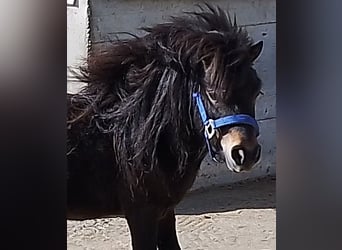 Mini pony Shetland, Semental, 4 años, 80 cm, Castaño oscuro