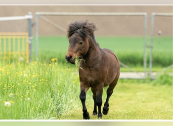 Mini pony Shetland, Semental, 4 años, 84 cm, Castaño