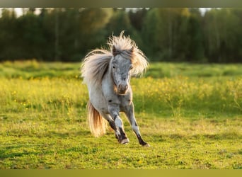 Mini pony Shetland Mestizo, Semental, 6 años, 74 cm, Atigrado/Moteado