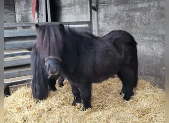 Mini pony Shetland, Semental, 6 años, 87 cm, Negro