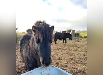 Mini pony Shetland, Semental, 6 años, Negro