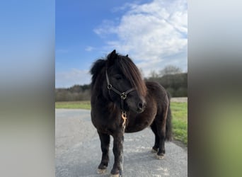 Mini pony Shetland, Semental, 7 años, 87 cm