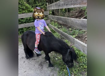 Mini pony Shetland, Semental, 8 años, 93 cm, Negro