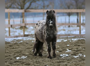 Mini pony Shetland, Semental, 3 años, 83 cm, Atigrado/Moteado