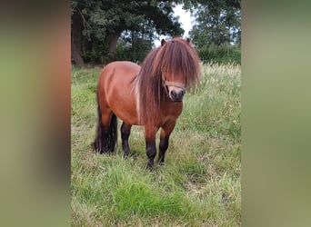 Mini pony Shetland, Semental, 7 años, 82 cm