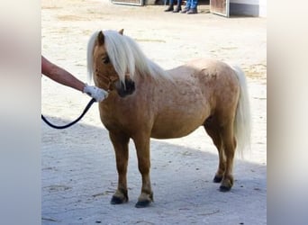 Mini pony Shetland, Semental, 7 años, 83 cm, Palomino