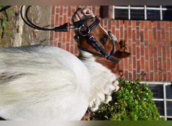 Mini pony Shetland, Semental, 12 años, 82 cm, Pío