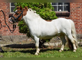 Mini pony Shetland, Semental, 12 años, 82 cm, Pío