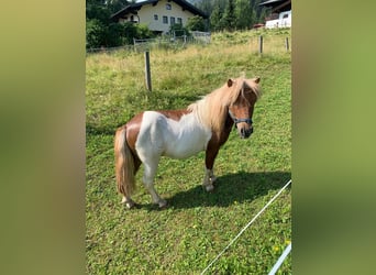 Mini pony Shetland Mestizo, Semental, 6 años, 90 cm, Pío