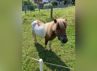 Mini pony Shetland Mestizo, Semental, 6 años, 90 cm, Pío