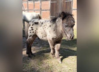 Mini pony Shetland, Semental, Potro (01/2026), 60 cm, Atigrado/Moteado