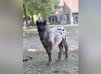 Mini pony Shetland, Semental, Potro (01/2026), 60 cm, Atigrado/Moteado