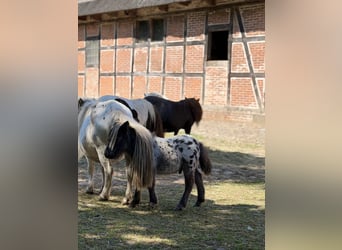 Mini pony Shetland, Semental, Potro (01/2026), 60 cm, Atigrado/Moteado