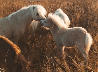 Mini pony Shetland, Semental, Potro (03/2023), 75 cm, Palomino