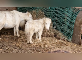 Mini pony Shetland, Semental, Potro (01/2025), 78 cm, Palomino