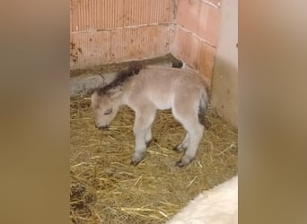 Mini pony Shetland, Semental, Potro (01/2026), 80 cm