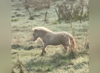 Mini pony Shetland, Semental, Potro (06/2026), 85 cm, Perlino