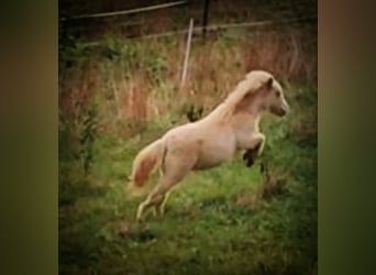 Mini pony Shetland, Semental, Potro (06/2026), 85 cm, Perlino