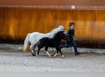 Mini pony Shetland, Semental, Potro (06/2023), 85 cm, Pío