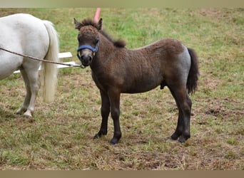 Mini pony Shetland, Semental, Potro (06/2024), 85 cm, Tordo