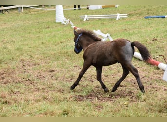 Mini pony Shetland, Semental, Potro (06/2024), 85 cm, Tordo