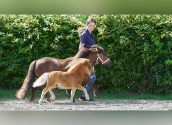 Mini pony Shetland, Semental, Potro (01/2024), Alazán