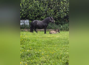 Mini pony Shetland, Semental, Potro (06/2026), Buckskin/Bayo
