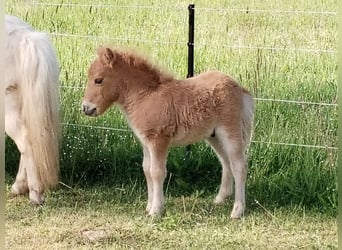 Mini pony Shetland, Semental, Potro (04/2025)