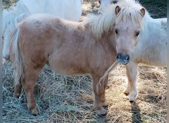 Mini pony Shetland, Semental, Potro (04/2025)