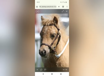 Mini pony Shetland, Semental, Potro (04/2025)