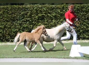 Mini pony Shetland, Semental, Potro (04/2025)