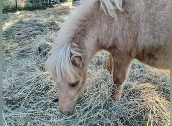 Mini pony Shetland, Semental, Potro (04/2025)