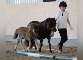 Mini pony Shetland, Semental, Potro (04/2026), Pío
