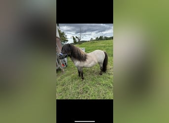 Mini pony Shetland, Semental, 8 años, 83 cm, Ruano azulado