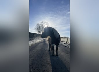Mini pony Shetland, Semental, 7 años, 84 cm