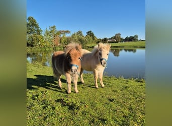 Mini pony Shetland, Yegua, 10 años, 79 cm, Cremello
