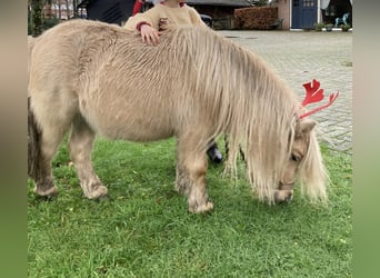 Mini pony Shetland, Yegua, 10 años, 83 cm, Palomino