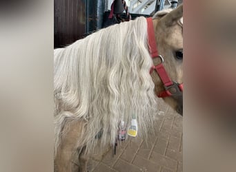 Mini pony Shetland, Yegua, 10 años, 83 cm, Palomino