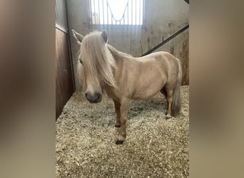 Mini pony Shetland, Yegua, 10 años, 83 cm, Palomino