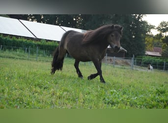 Mini pony Shetland, Yegua, 10 años, 86 cm, Castaño oscuro