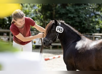 Mini pony Shetland, Yegua, 10 años, 89 cm, Negro