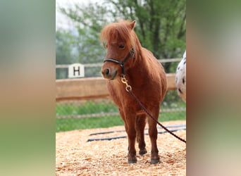 Mini pony Shetland, Yegua, 11 años, 82 cm, Alazán