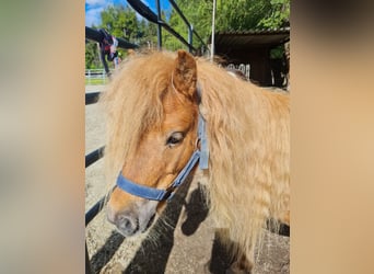 Mini pony Shetland, Yegua, 11 años, 85 cm, Alazán