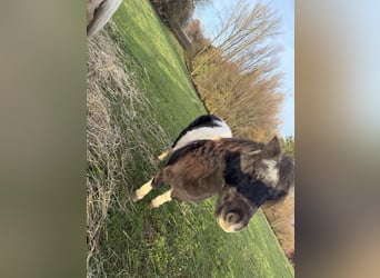 Mini pony Shetland, Yegua, 11 años, 86 cm, Alazán