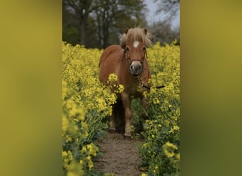 Mini pony Shetland, Yegua, 12 años, 105 cm, Alazán