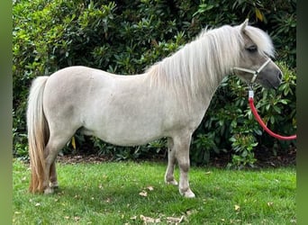 Mini pony Shetland, Yegua, 12 años, 82 cm