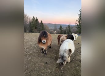 Mini pony Shetland, Yegua, 13 años, 86 cm, Palomino