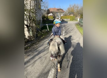 Mini pony Shetland, Yegua, 13 años, 87 cm, Atigrado/Moteado