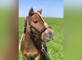 Mini pony Shetland, Yegua, 14 años, 82 cm, Alazán