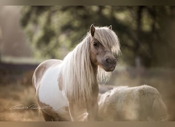 Mini pony Shetland, Yegua, 15 años, 86 cm